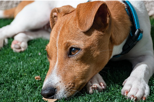 Dog Poop Pickup in Grosse Pointe Farms