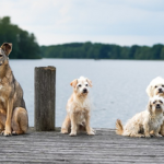 Dog Poop Pickup in Grosse Pointe Farms